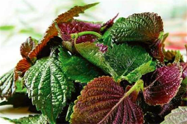 紫蘇葉可以用來(lái)泡澡嗎 紫蘇葉泡澡用新鮮的還是干的 紫蘇葉可以用來(lái)泡澡嗎 紫蘇葉泡澡用新鮮的還是干的