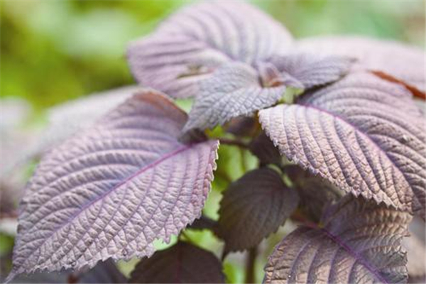 紫蘇葉可以去腥嗎 紫蘇葉能和螃蟹一起蒸嗎 紫蘇葉可以去腥嗎 紫蘇葉能和螃蟹一起蒸嗎