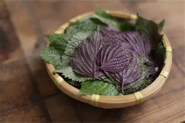 紫蘇葉可以治療蕁麻疹嗎 紫蘇葉對(duì)皮膚的功效和作用 紫蘇葉可以治療蕁麻疹嗎 紫蘇葉對(duì)皮膚的功效和作用
