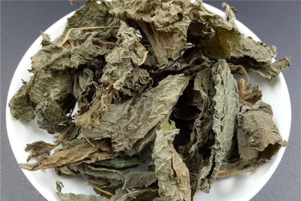 紫蘇葉可以治療感冒流鼻涕嗎 紫蘇葉對身體有什么好處 紫蘇葉可以治療感冒流鼻涕嗎 紫蘇葉對身體有什么好處