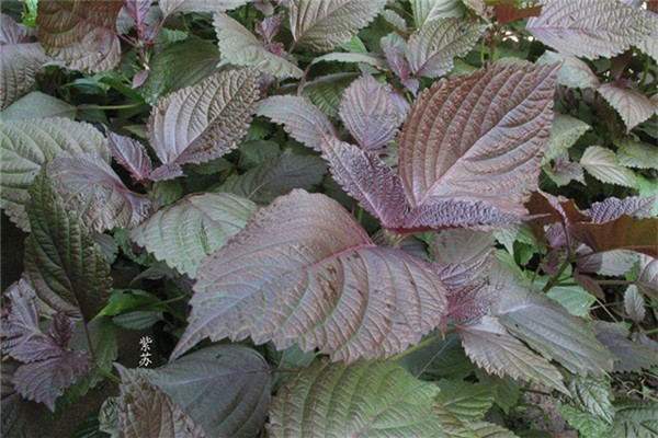 紫蘇葉可以包烤肉嗎 紫蘇葉的功效和作用 紫蘇葉可以包烤肉嗎 紫蘇葉的功效和作用