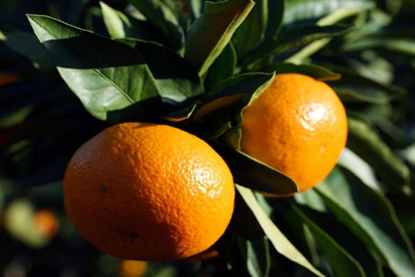 橘子的糖分高不高 橘子糖尿病人能吃嗎 橘子的糖分高不高 橘子糖尿病人能吃嗎