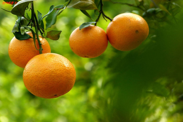 橘子要怎么挑 吃橘子會長胖嗎 橘子要怎么挑 吃橘子會長胖嗎