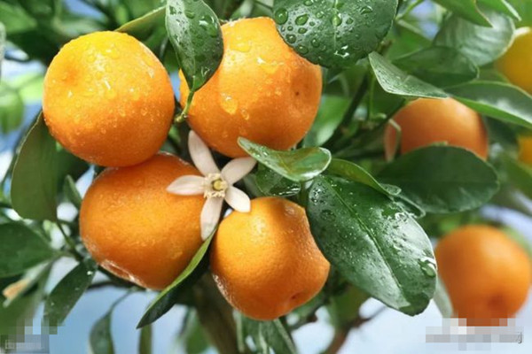 吃橘子可以喝牛奶嗎 橘子可以和螃蟹一起吃嗎 吃橘子可以喝牛奶嗎 橘子可以和螃蟹一起吃嗎