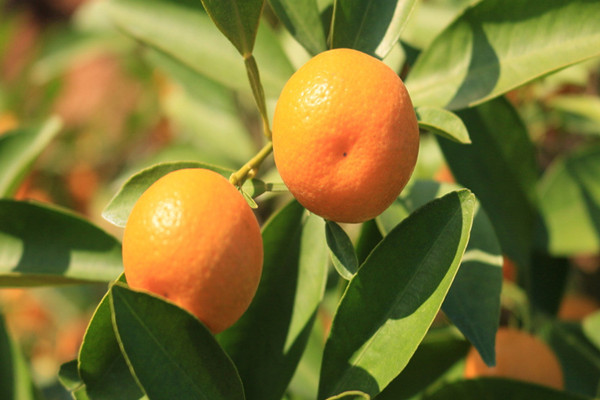 橘子適合什么人群吃 橘子不適合什么人吃 橘子適合什么人群吃 橘子不適合什么人吃