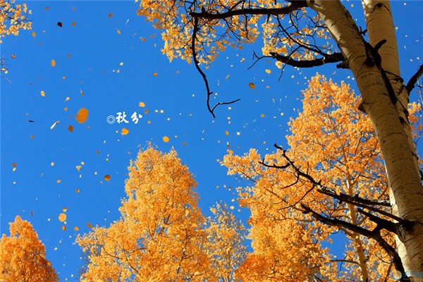 秋分要吃餃子嗎 秋分要吃什么東西 秋分要吃餃子嗎 秋分要吃什么東西