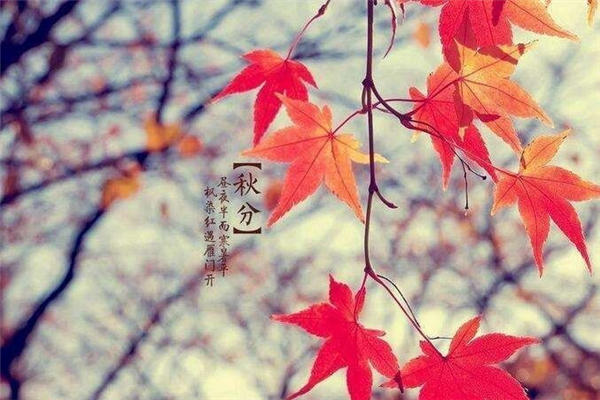 秋分要吃餃子嗎 秋分要吃什么東西 秋分要吃餃子嗎 秋分要吃什么東西