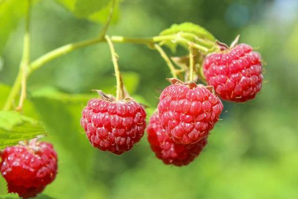 覆盆子有助于順產(chǎn)嗎 覆盆子對孕婦的作用 覆盆子有助于順產(chǎn)嗎 覆盆子對孕婦的作用