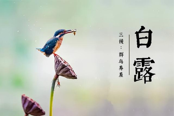 白露需要注意什么 白露需要吃什么 白露需要注意什么 白露需要吃什么