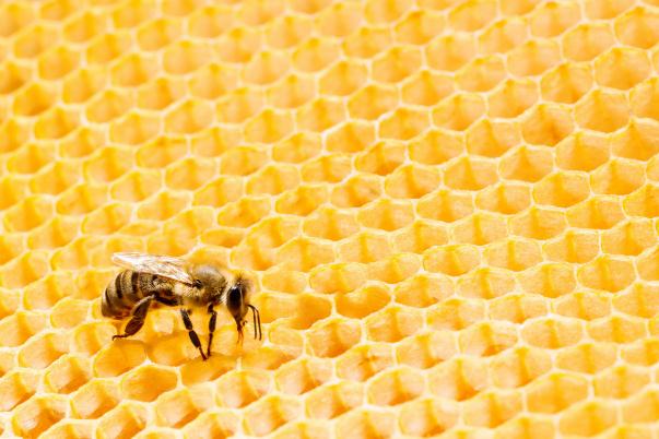 蜂巢蜜對咽炎有效嗎 蜂巢蜜對鼻炎有效果嗎 蜂巢蜜對咽炎有效嗎 蜂巢蜜對鼻炎有效果嗎