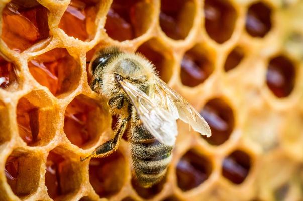 蜂巢蜜對咽炎有效嗎 蜂巢蜜對鼻炎有效果嗎 蜂巢蜜對咽炎有效嗎 蜂巢蜜對鼻炎有效果嗎