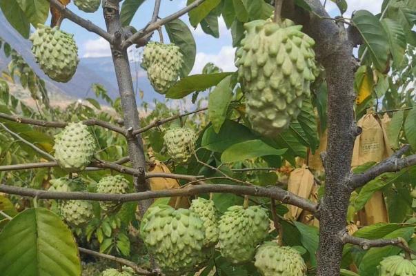 釋迦果的功效與作用 釋迦果的吃法 釋迦果的功效與作用 釋迦果的吃法