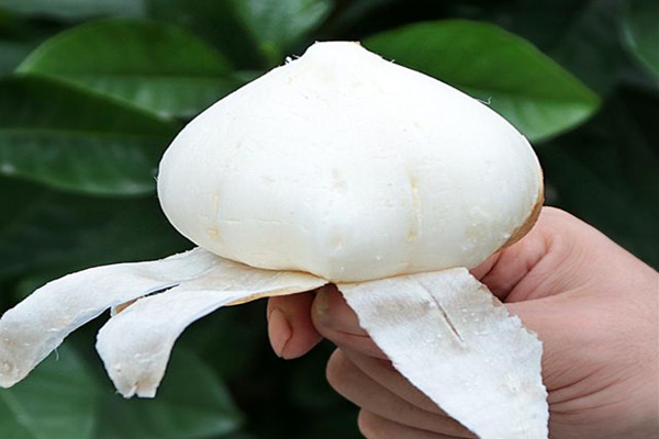 涼薯會(huì)不會(huì)回奶 涼薯的含糖量高嗎 涼薯會(huì)不會(huì)回奶 涼薯的含糖量高嗎