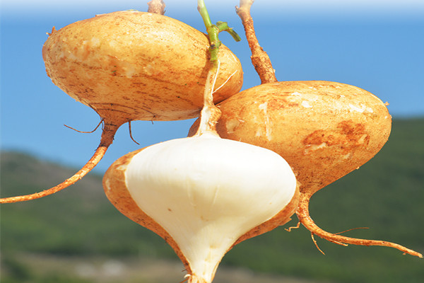 涼薯能空腹吃嗎 吃涼薯的好處 涼薯能空腹吃嗎 吃涼薯的好處