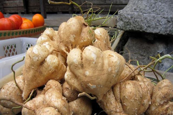 孕婦能不能吃涼薯 孕婦吃涼薯的功效與作用 孕婦能不能吃涼薯 孕婦吃涼薯的功效與作用