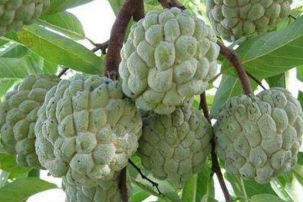 釋迦果對(duì)血糖的影響 糖尿病可以吃釋迦果嗎 釋迦果對(duì)血糖的影響 糖尿病可以吃釋迦果嗎