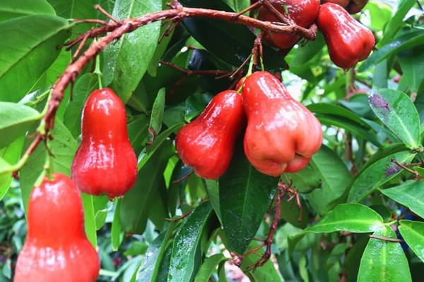 蓮霧會不會上火 蓮霧可以去火嗎 蓮霧會不會上火 蓮霧可以去火嗎