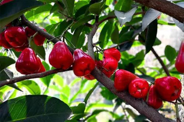 蓮霧如何挑選 蓮霧怎么保存時間長 蓮霧如何挑選 蓮霧怎么保存時間長