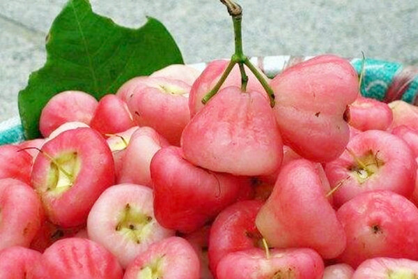 蓮霧如何挑選 蓮霧怎么保存時間長 蓮霧如何挑選 蓮霧怎么保存時間長