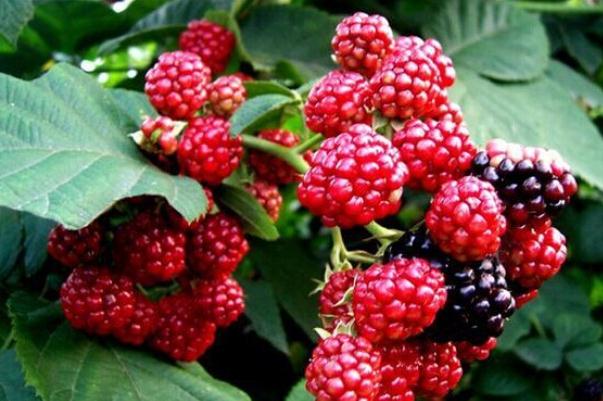 樹莓會過敏嗎 血糖高能吃樹莓嗎 樹莓會過敏嗎 血糖高能吃樹莓嗎
