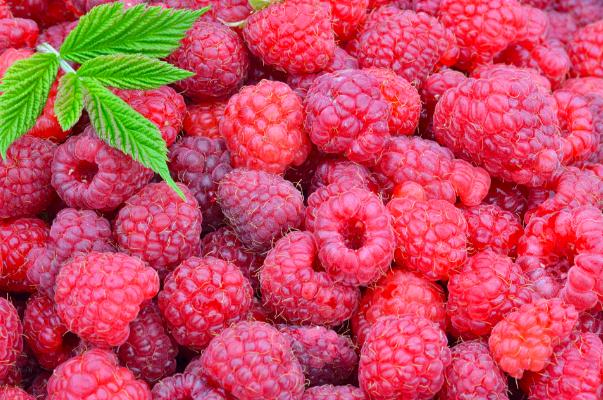 樹莓孕婦初期能吃嗎 樹莓孕婦吃有什么好處 樹莓孕婦初期能吃嗎 樹莓孕婦吃有什么好處