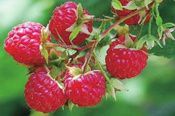 樹莓是覆盆子嗎 樹莓是熱性還是涼性 樹莓是覆盆子嗎 樹莓是熱性還是涼性