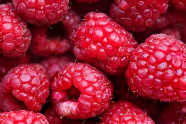 樹莓對身體有什么好處 樹莓對孕婦有什么好處 樹莓對身體有什么好處 樹莓對孕婦有什么好處