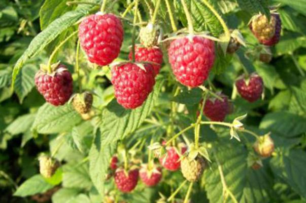 樹莓是幾月份成熟 樹莓是什么味道 樹莓是幾月份成熟 樹莓是什么味道