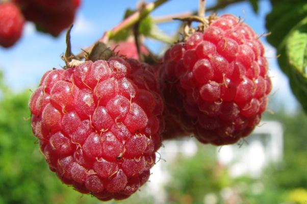 樹莓會過敏嗎 血糖高能吃樹莓嗎 樹莓會過敏嗎 血糖高能吃樹莓嗎