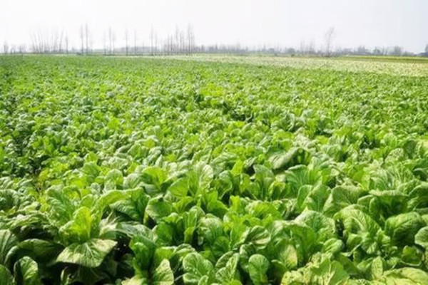 芥菜熱量高嗎 芥菜可以減肥嗎 芥菜熱量高嗎 芥菜可以減肥嗎