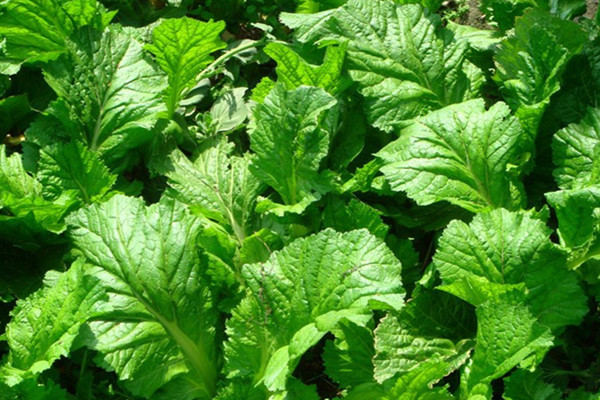 芥菜可以做芥末嗎 芥菜和芥末的關(guān)系 芥菜可以做芥末嗎 芥菜和芥末的關(guān)系