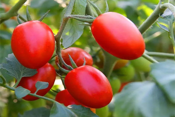 圣女果上火還是降火 圣女果上火可以吃嗎 圣女果上火還是降火 圣女果上火可以吃嗎