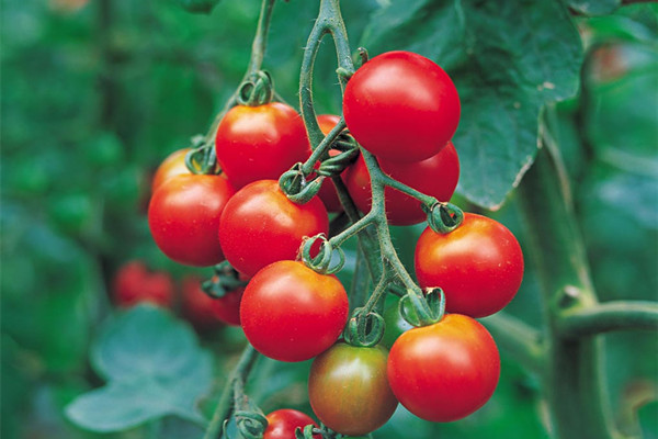 圣女果上火還是降火 圣女果上火可以吃嗎 圣女果上火還是降火 圣女果上火可以吃嗎