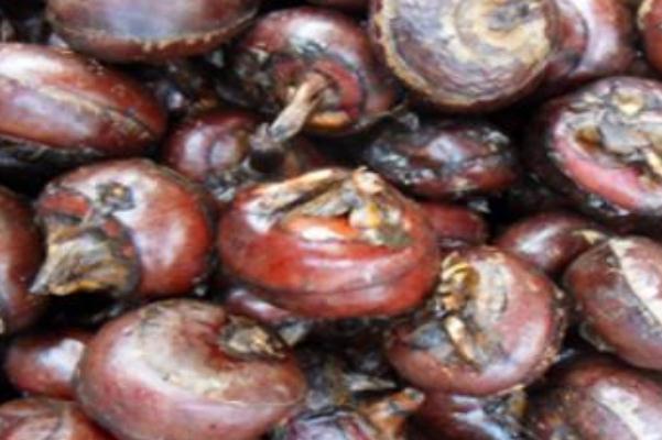 荸薺會上火嗎 荸薺上火還是下火 荸薺會上火嗎 荸薺上火還是下火