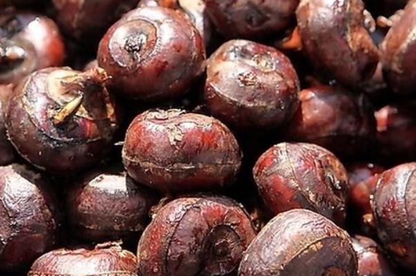 荸薺煮多久殺死寄生蟲 荸薺的藥用價值 荸薺煮多久殺死寄生蟲 荸薺的藥用價值