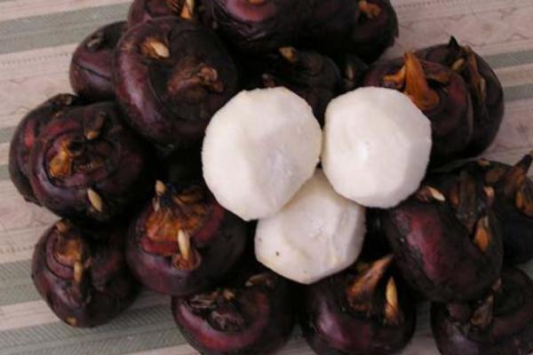 馬蹄是什么季節(jié)才會有的 馬蹄是什么水果 馬蹄是什么季節(jié)才會有的 馬蹄是什么水果