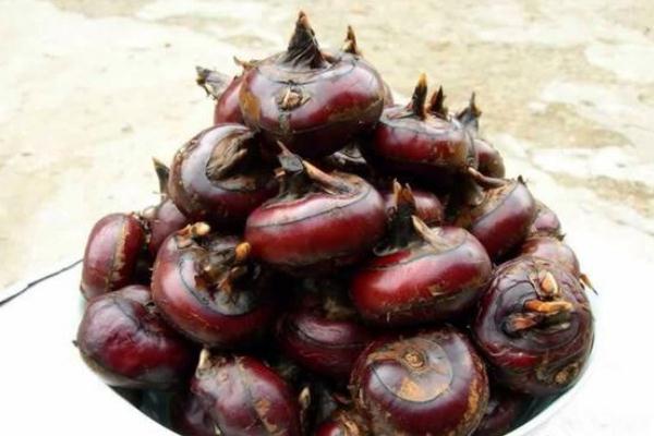 荸薺對胃有好處嗎 荸薺會脹氣嗎 荸薺對胃有好處嗎 荸薺會脹氣嗎