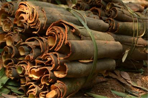 桂皮哪里產(chǎn)的最好 桂皮有假的嗎 桂皮哪里產(chǎn)的最好 桂皮有假的嗎