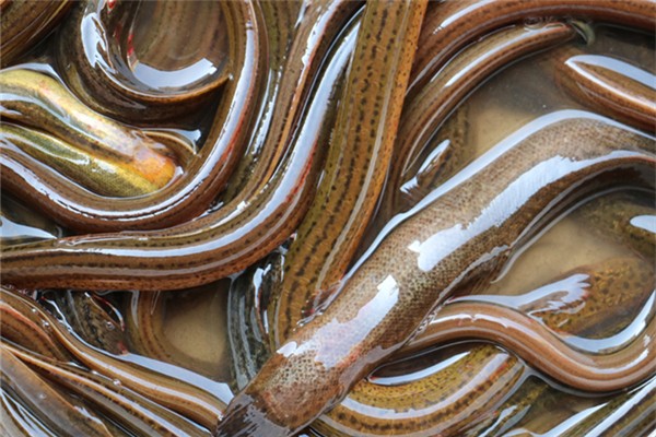 鱔魚血可以治療面癱嗎 鱔魚血治療面癱的正確方法 鱔魚血可以治療面癱嗎 鱔魚血治療面癱的正確方法