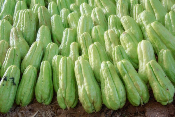 佛手瓜會(huì)不會(huì)吃胖 佛手瓜減肥能吃嗎 佛手瓜會(huì)不會(huì)吃胖 佛手瓜減肥能吃嗎