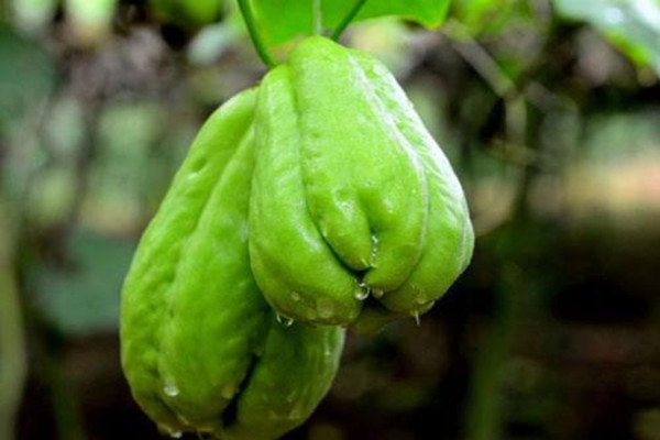 佛手瓜會(huì)不會(huì)吃胖 佛手瓜減肥能吃嗎 佛手瓜會(huì)不會(huì)吃胖 佛手瓜減肥能吃嗎