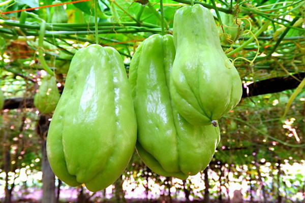 佛手瓜不適合什么人吃 佛手瓜和什么搭配好 佛手瓜不適合什么人吃 佛手瓜和什么搭配好