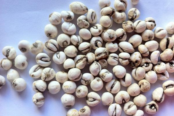 川貝是什么樣子 川貝是涼性還是熱性 川貝是什么樣子 川貝是涼性還是熱性