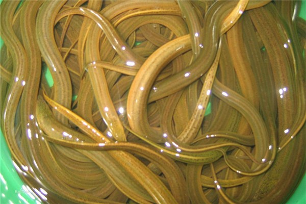 鱔魚血可以治療面癱嗎 鱔魚血治療面癱的正確方法 鱔魚血可以治療面癱嗎 鱔魚血治療面癱的正確方法