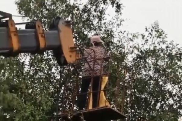 棗子的營養(yǎng)價值和功效 棗子吃了有什么好處和壞處 棗子的營養(yǎng)價值和功效 棗子吃了有什么好處和壞處