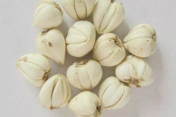 川貝的作用與功效 川貝的副作用有哪些 川貝的作用與功效 川貝的副作用有哪些