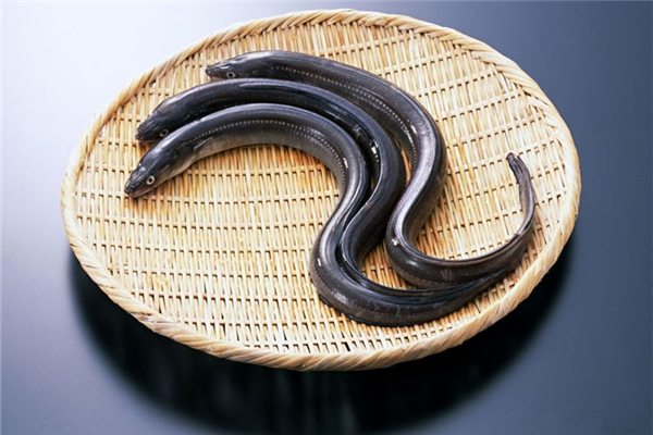 鰻魚是海魚還是淡水魚 鰻魚怎么做好吃又簡(jiǎn)單 鰻魚是海魚還是淡水魚 鰻魚怎么做好吃又簡(jiǎn)單