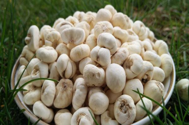 川貝是治風(fēng)寒咳嗽還是風(fēng)熱咳嗽 風(fēng)寒咳嗽可以吃川貝雪梨嗎 川貝是治風(fēng)寒咳嗽還是風(fēng)熱咳嗽 風(fēng)寒咳嗽可以吃川貝雪梨嗎