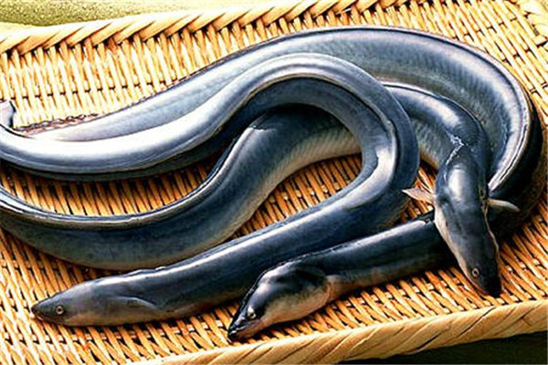 鰻魚是海魚還是淡水魚 鰻魚怎么做好吃又簡(jiǎn)單 鰻魚是海魚還是淡水魚 鰻魚怎么做好吃又簡(jiǎn)單