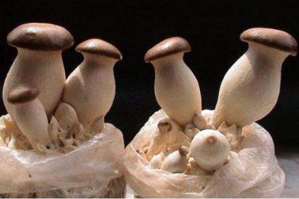 杏鮑菇有酸味還能吃嗎 杏鮑菇有酸味正常嗎 杏鮑菇有酸味還能吃嗎 杏鮑菇有酸味正常嗎